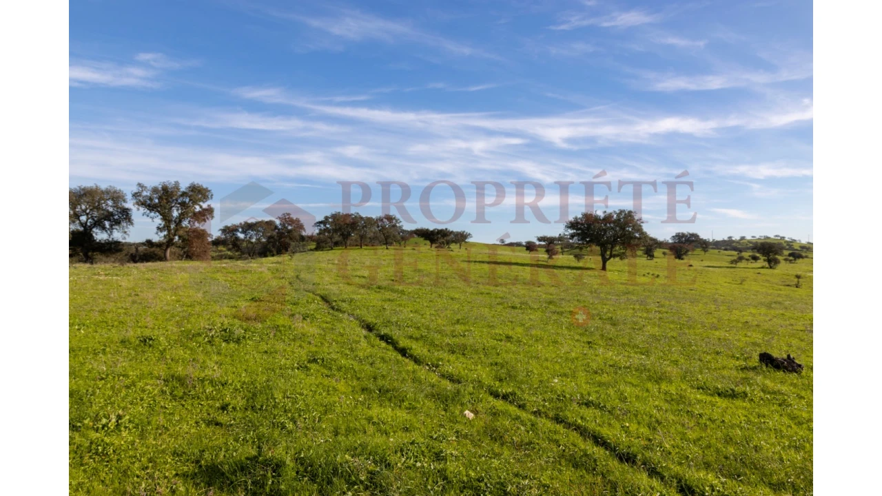 Terreno Agricola ou Rústico para Venda em Ourique Foto 9