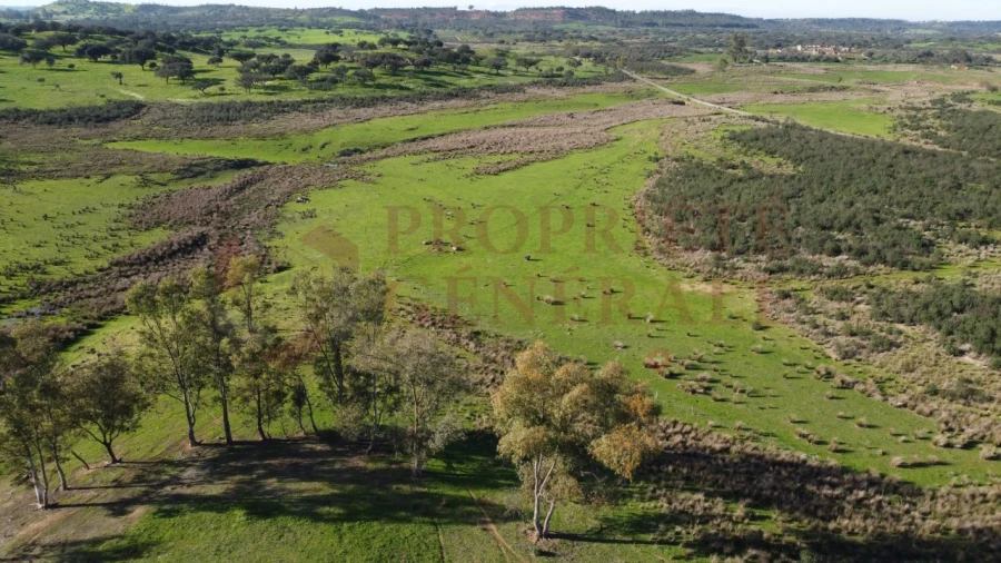 Terreno Agricola ou Rústico para Venda em Ourique Foto 1