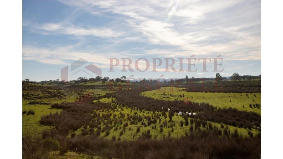 Terreno Agricola ou Rústico para Venda em Ourique Foto 3