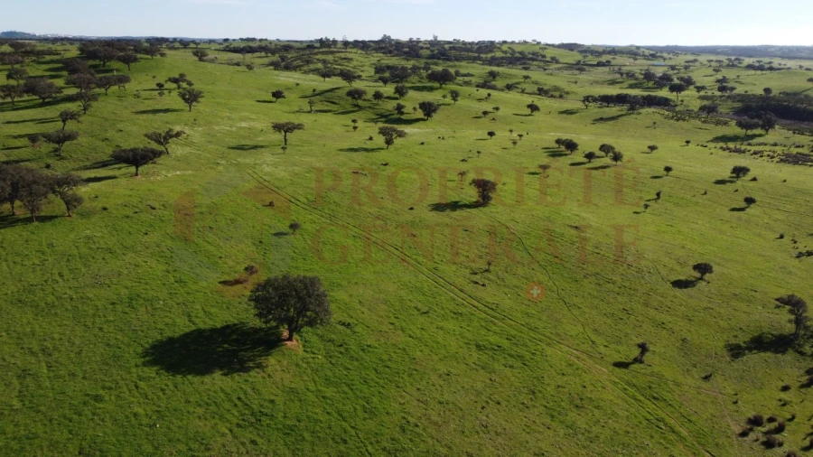 Terreno Agricola ou Rústico para Venda em Ourique Foto 5