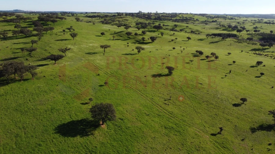 Terreno Agricola ou Rústico para Venda em Ourique Foto 6