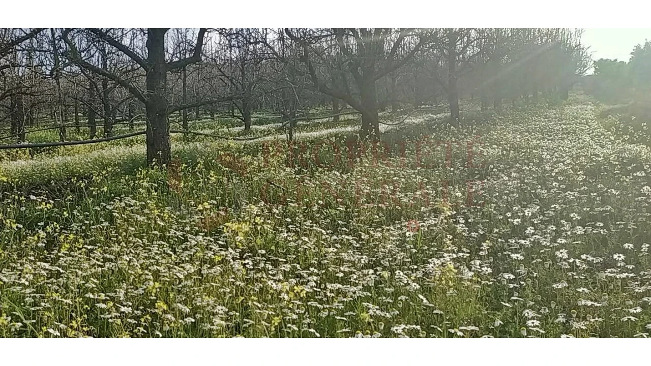 Quinta para Venda em Santa Comba de Vilariça Foto 18
