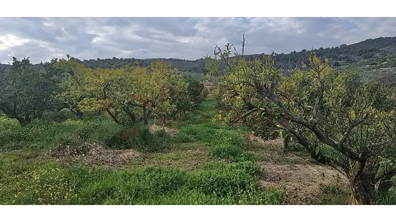Quinta para Venda em Santa Comba de Vilariça Foto 27