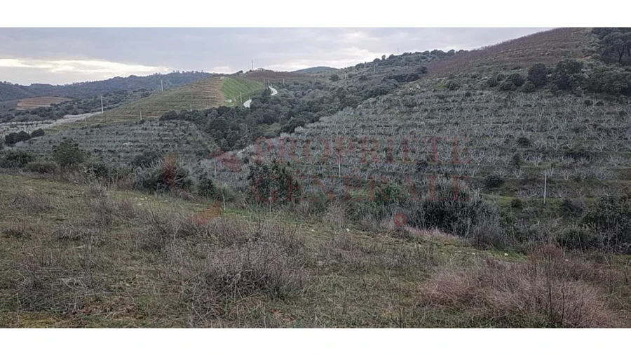 Quinta para Venda em Santa Comba de Vilariça Foto 4