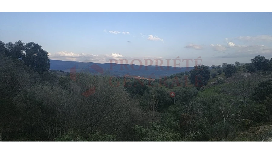 Quinta para Venda em Santa Comba de Vilariça Foto 10