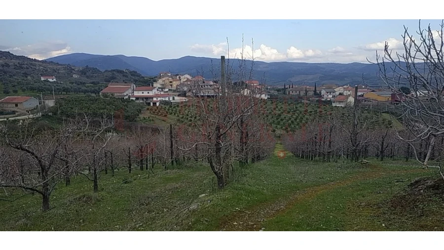 Quinta para Venda em Santa Comba de Vilariça Foto 13