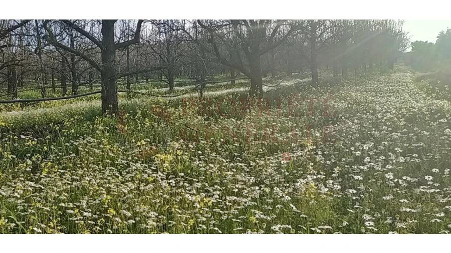 Quinta para Venda em Santa Comba de Vilariça Foto 18