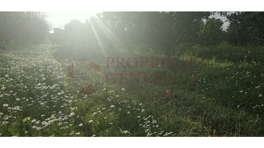 Quinta para Venda em Santa Comba de Vilariça Foto 19