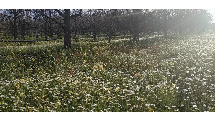 Quinta para Venda em Santa Comba de Vilariça Foto 22