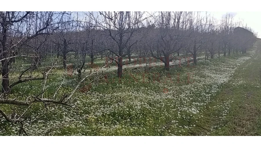 Quinta para Venda em Santa Comba de Vilariça Foto 24