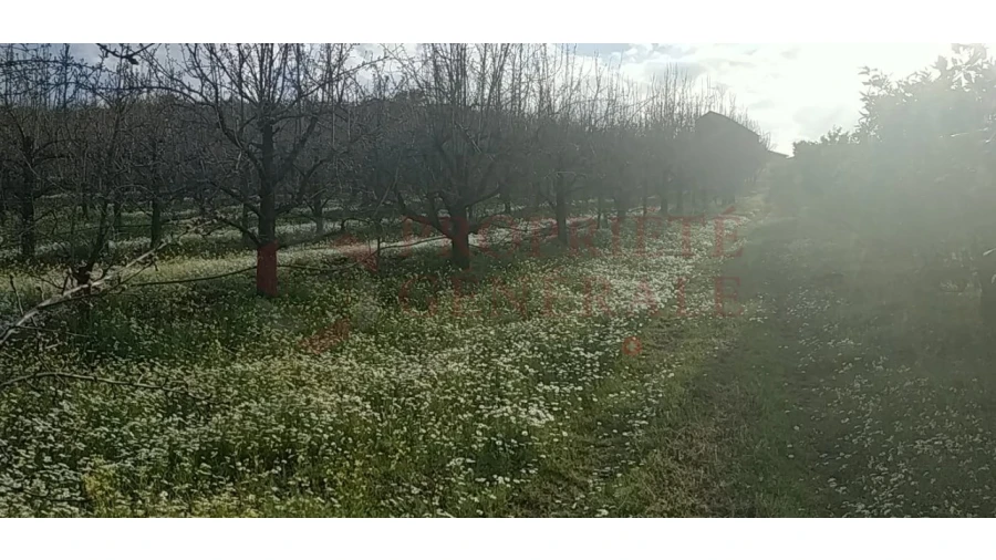 Quinta para Venda em Santa Comba de Vilariça Foto 26