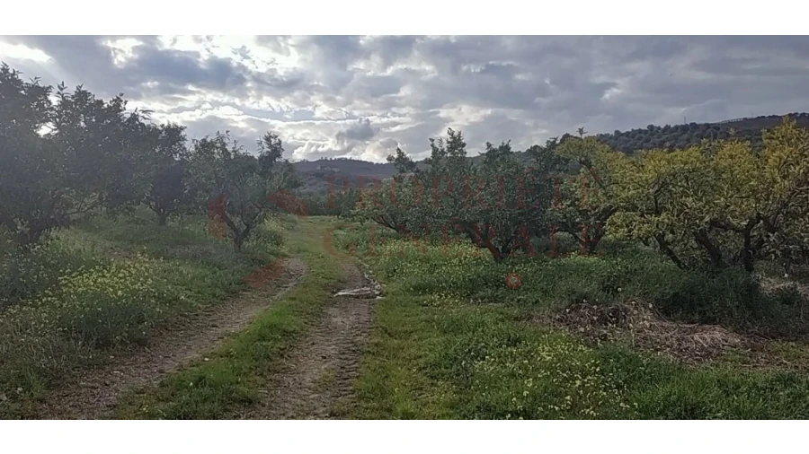 Quinta para Venda em Santa Comba de Vilariça Foto 29