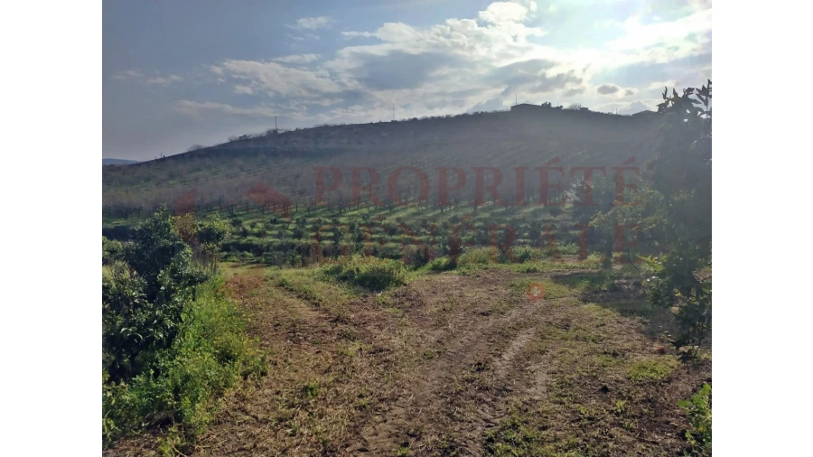 Quinta para Venda em Santa Comba de Vilariça Foto 37