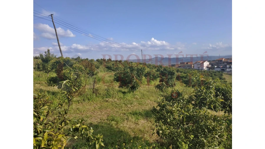 Quinta para Venda em Santa Comba de Vilariça Foto 39