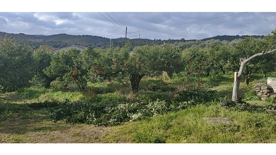 Quinta para Venda em Santa Comba de Vilariça Foto 41