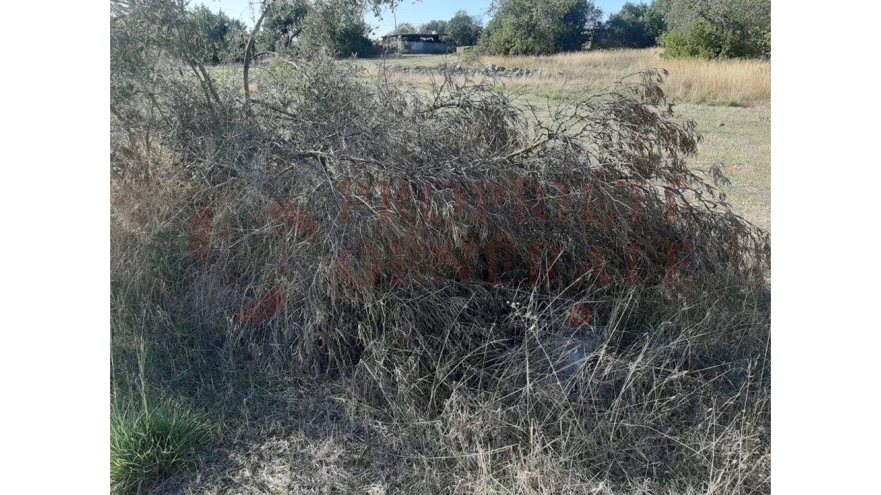 Terreno para Venda em Moncarapacho e Fuseta Foto 5