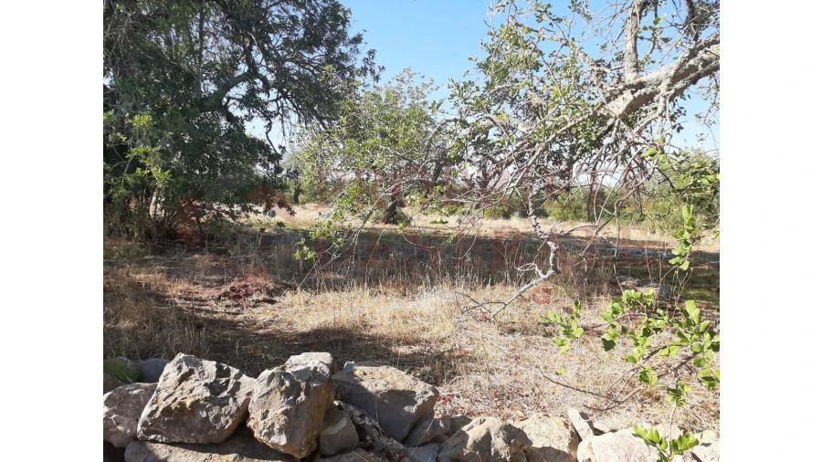 Terreno para Venda em Moncarapacho e Fuseta Foto 18