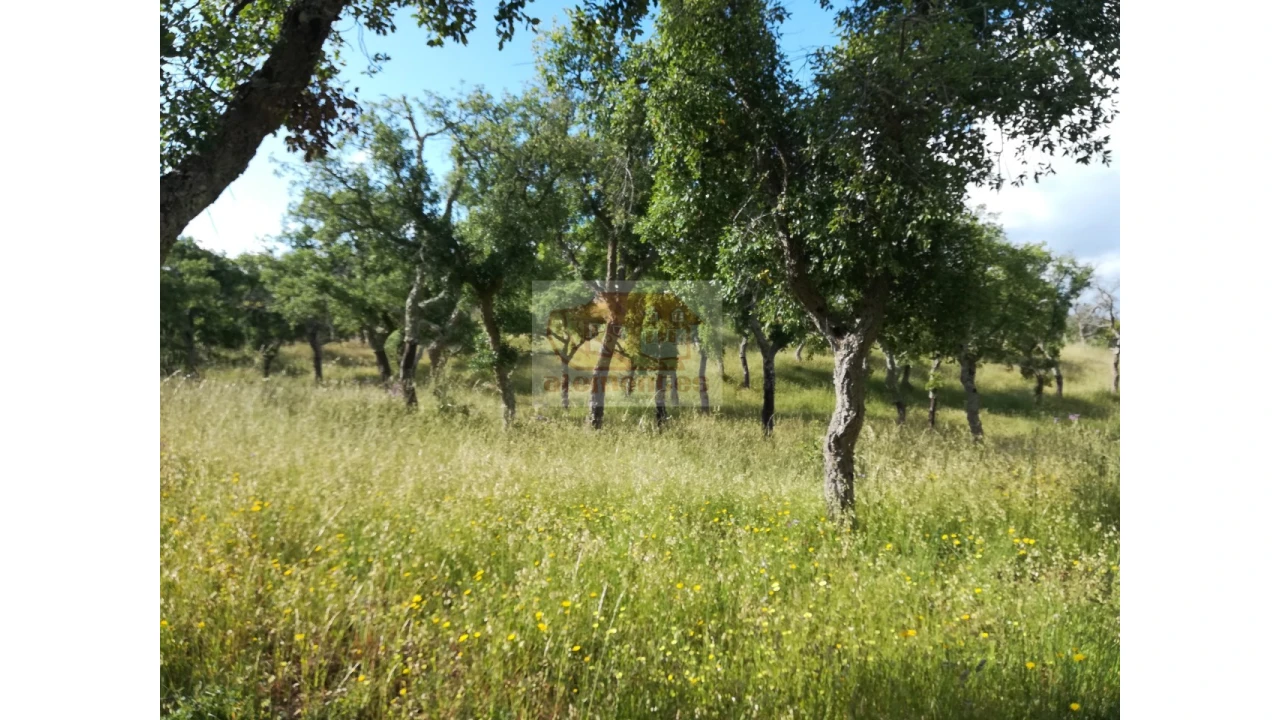 Terreno Misto para Venda em Melides Foto 4