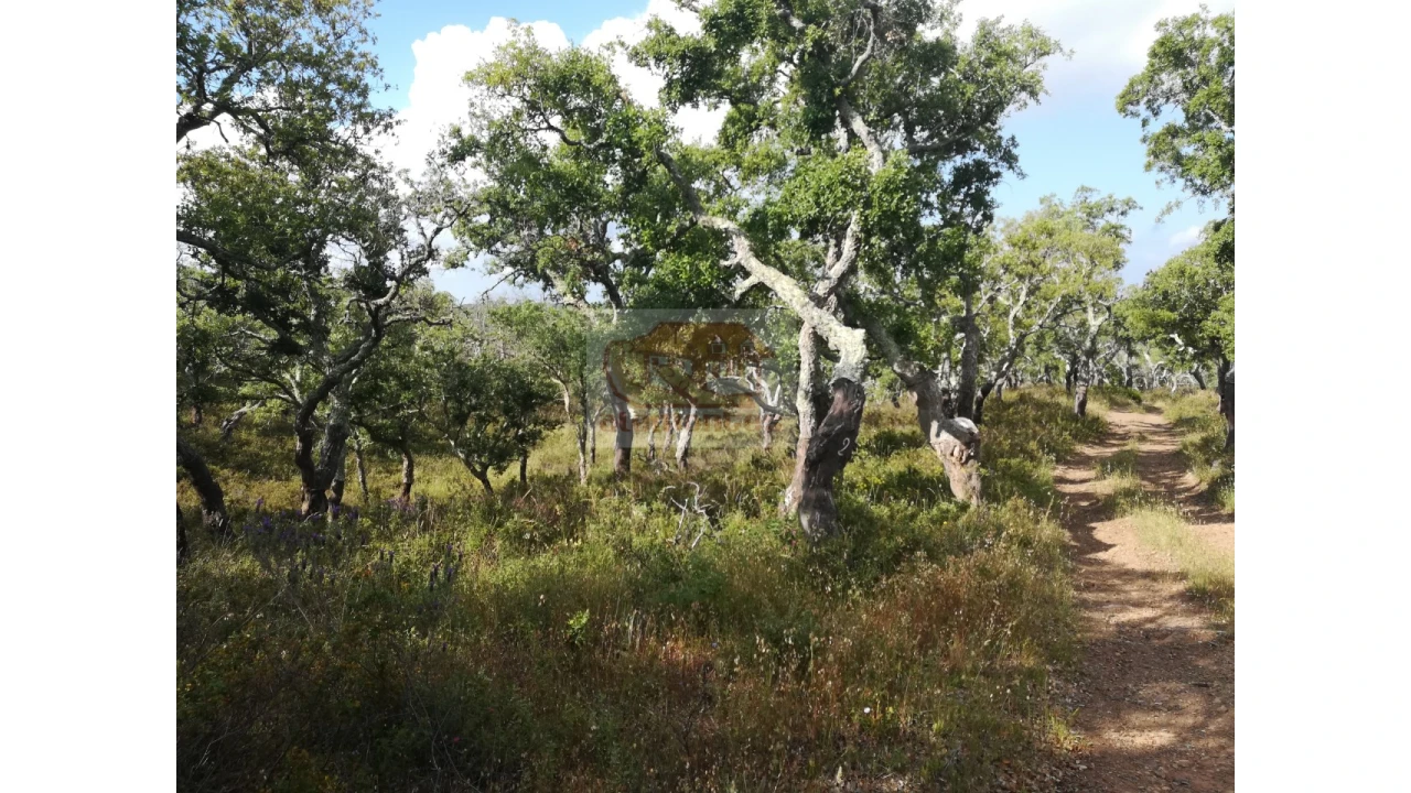 Terreno Misto para Venda em Melides Foto 7