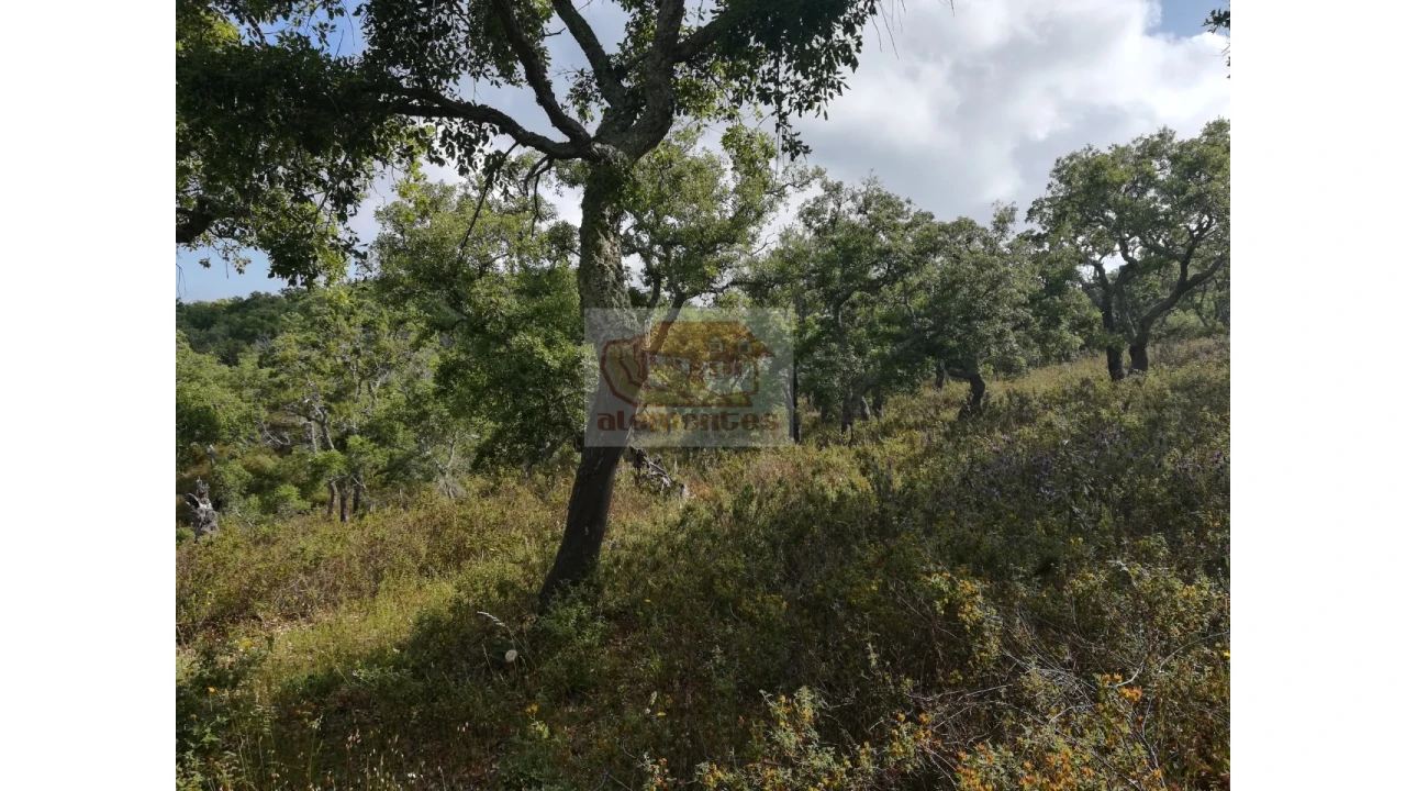 Terreno Misto para Venda em Melides Foto 8