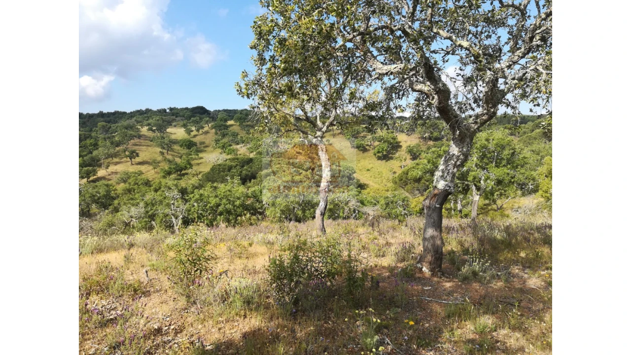 Terreno Misto para Venda em Melides Foto 12