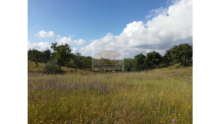 Terreno Misto para Venda em Melides Foto 6
