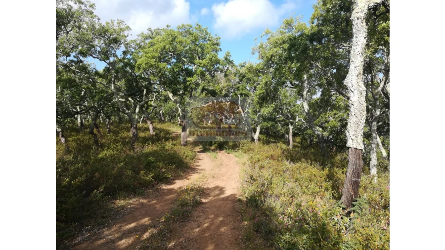 Terreno Misto para Venda em Melides Foto 9