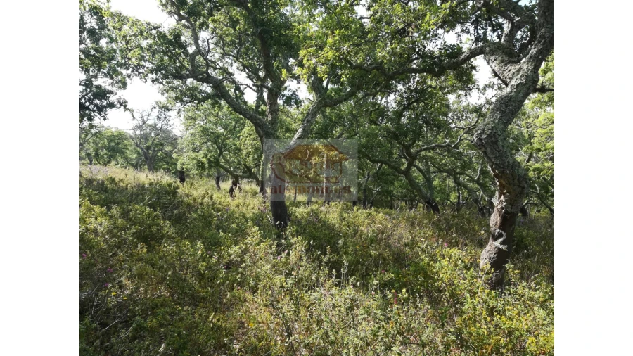 Terreno Misto para Venda em Melides Foto 10