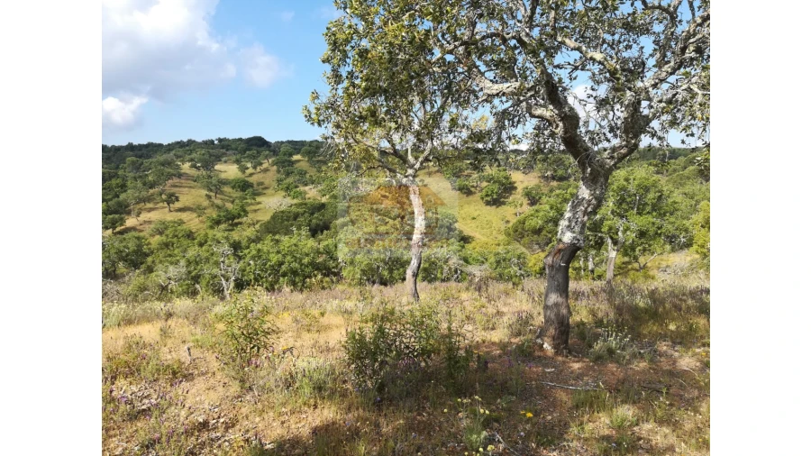 Terreno Misto para Venda em Melides Foto 12