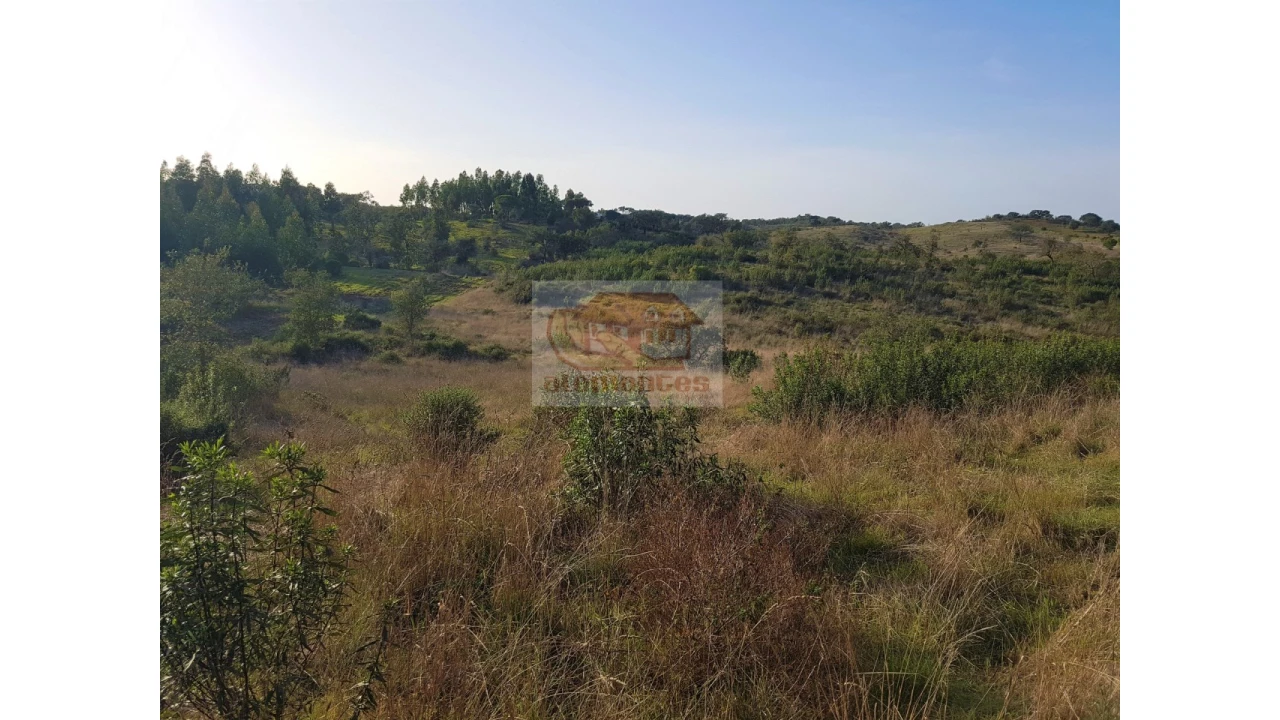 Terreno Agricola ou Rústico para Venda em Grândola e Santa Margarida da Serra Foto 5