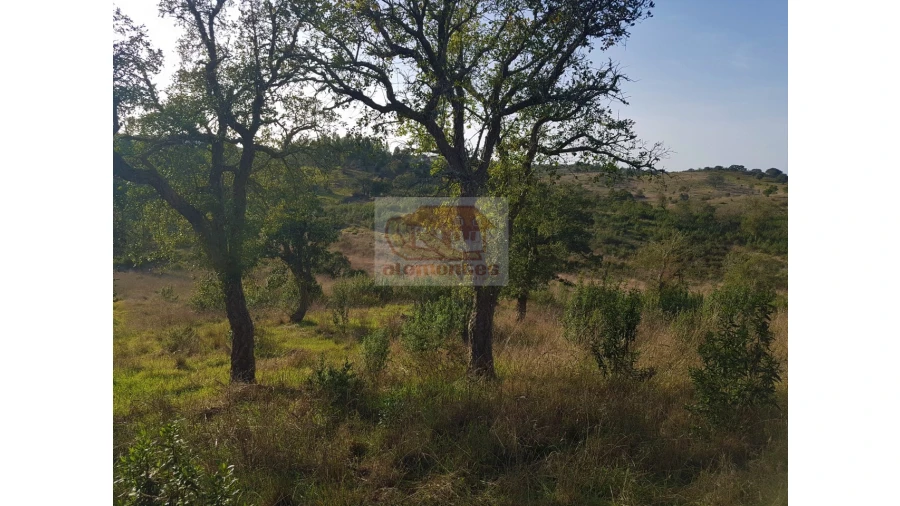 Terreno Agricola ou Rústico para Venda em Grândola e Santa Margarida da Serra Foto 4