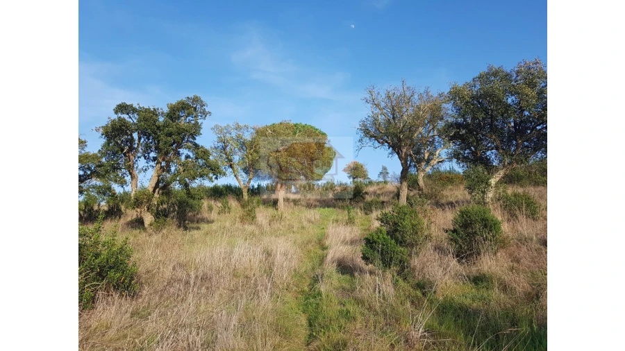 Terreno Agricola ou Rústico para Venda em Grândola e Santa Margarida da Serra Foto 6