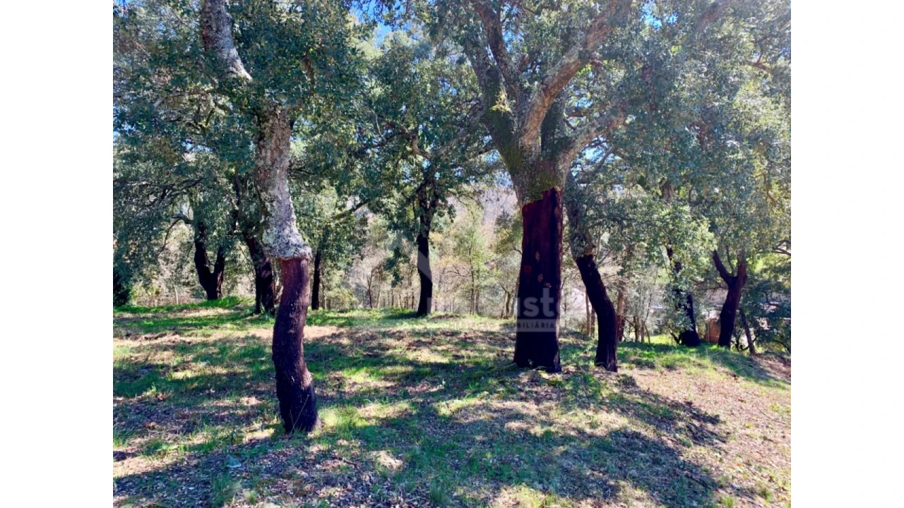 Terreno para Venda em Castanheira de Pêra e Coentral Foto 5