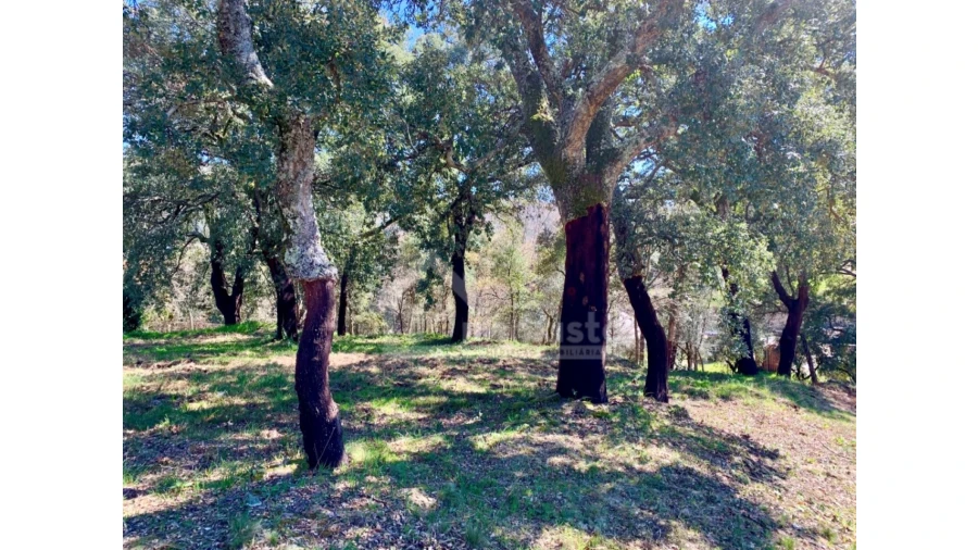 Terreno para Venda em Castanheira de Pêra e Coentral Foto 5