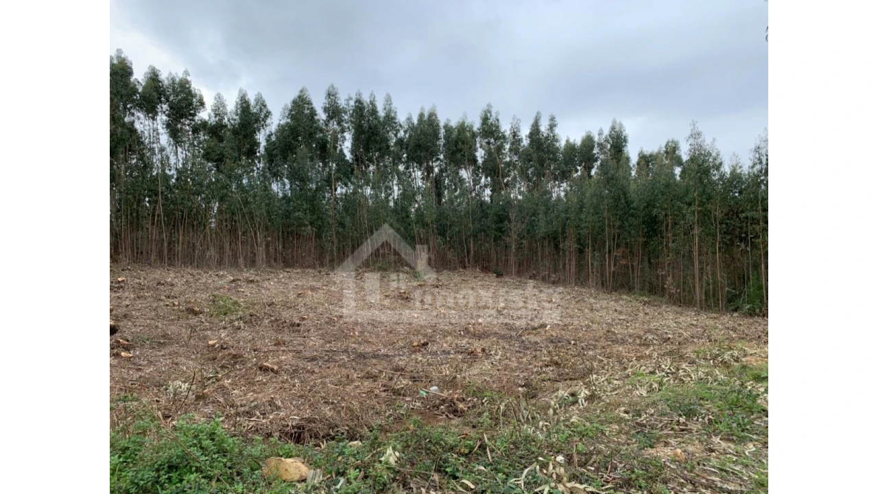 Terreno para Venda em Figueiró dos Vinhos e Bairradas Foto 3