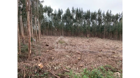Terreno para Venda em Figueiró dos Vinhos e Bairradas