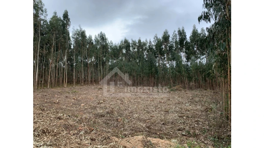 Terreno para Venda em Figueiró dos Vinhos e Bairradas Foto 7