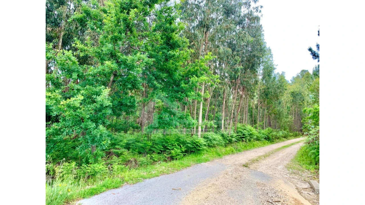 Terreno Agricola ou Rústico para Venda em Figueiró dos Vinhos e Bairradas Foto 5