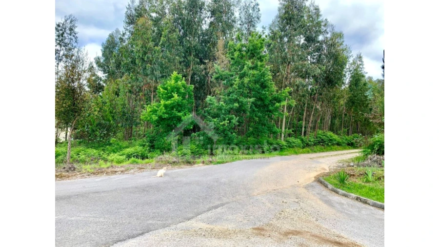 Terreno Agricola ou Rústico para Venda em Figueiró dos Vinhos e Bairradas Foto 3