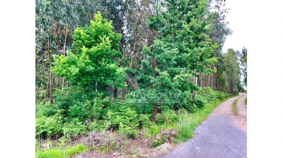 Terreno Agricola ou Rústico para Venda em Figueiró dos Vinhos e Bairradas Foto 6