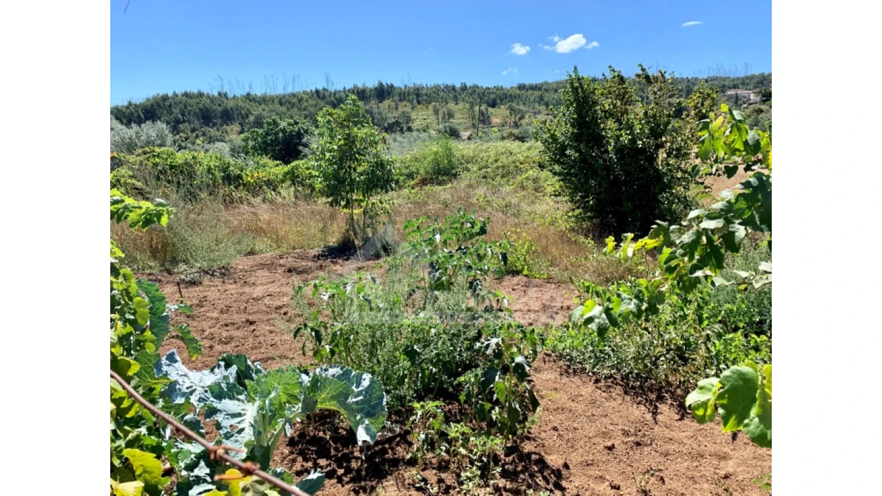 Terreno para Venda em Graça Foto 5