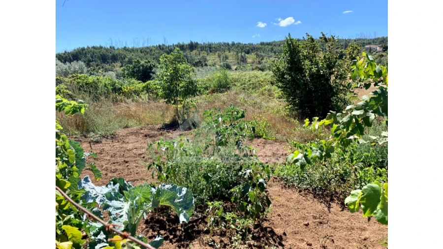 Terreno para Venda em Graça Foto 5