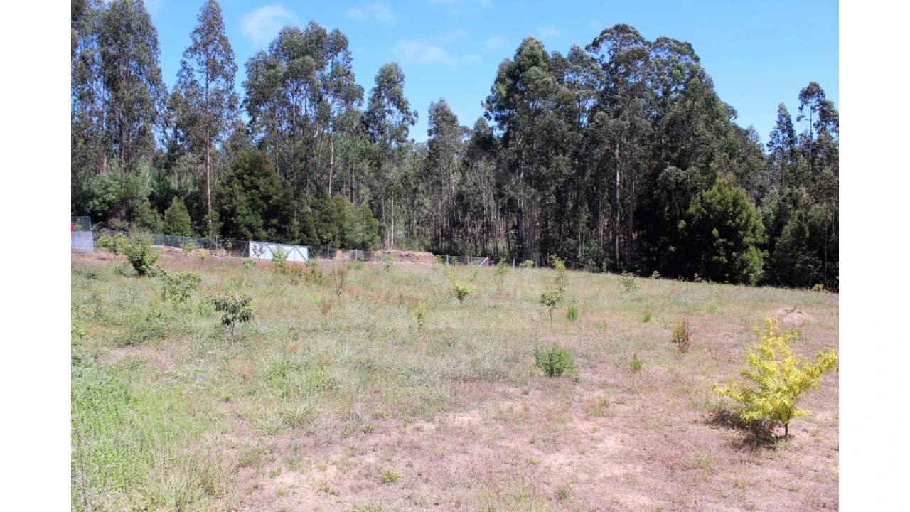 Terreno Agricola ou Rústico para Venda em São Miguel do Souto e Mosteirô Foto 1