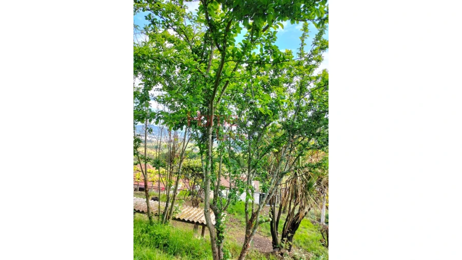 Moradia T5 para Venda em Roriz Foto 123