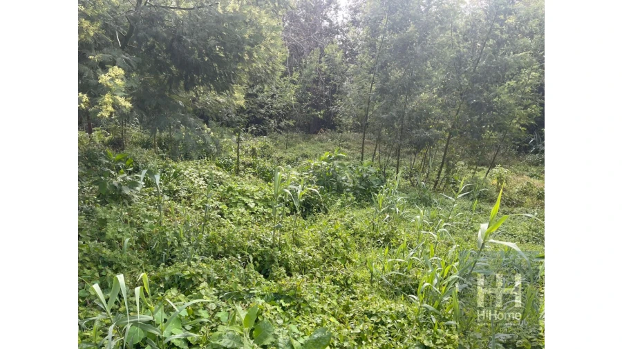 Terreno para Venda em Monte Foto 13