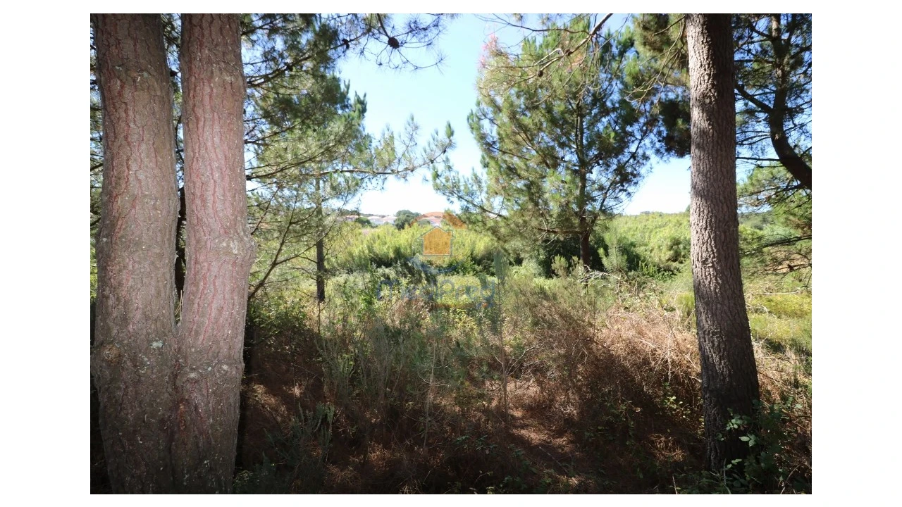 Terreno Agricola ou Rústico para Venda em Santa Maria, São Pedro e Matacães Foto 2