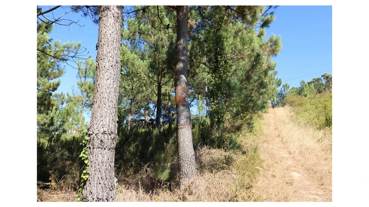 Terreno Agricola ou Rústico para Venda em Santa Maria, São Pedro e Matacães Foto 4
