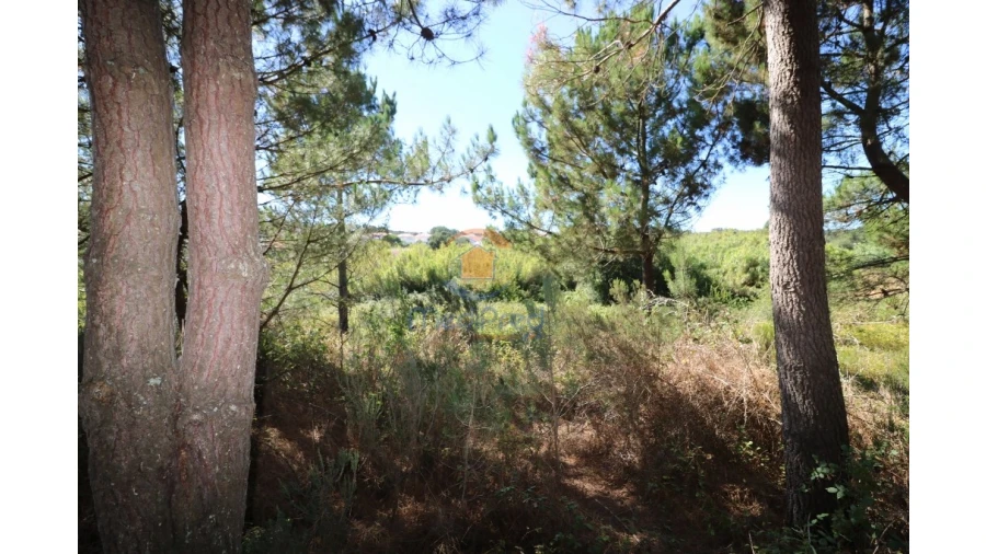 Terreno Agricola ou Rústico para Venda em Santa Maria, São Pedro e Matacães Foto 2