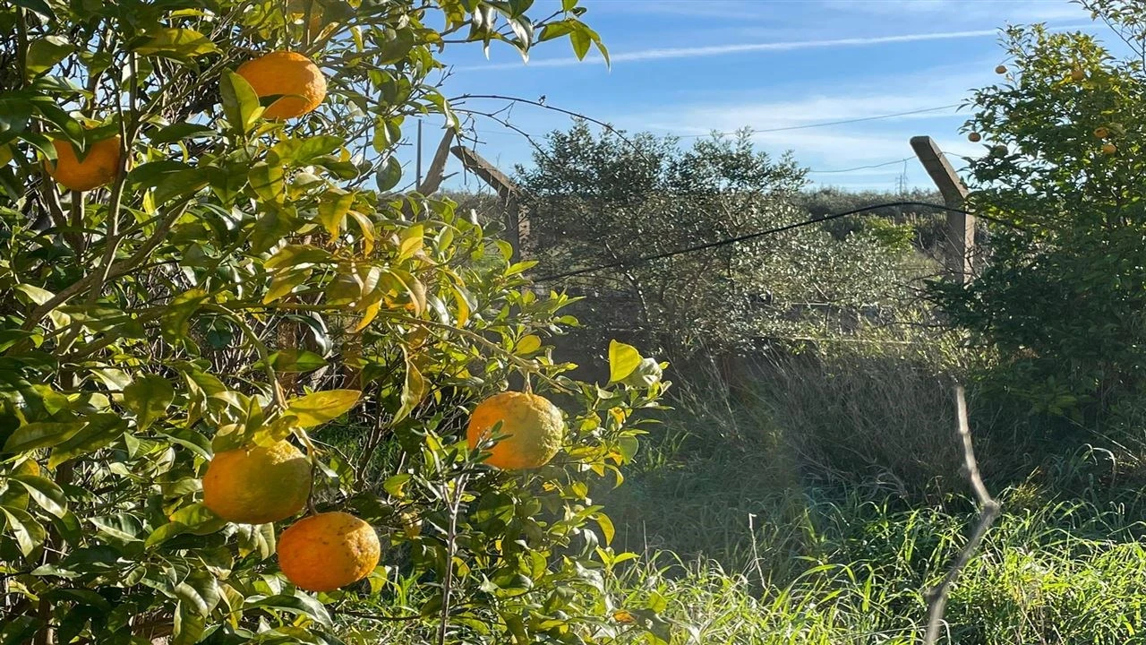 Quinta T1 para Venda em Ferreira do Alentejo e Canhestros Foto 11