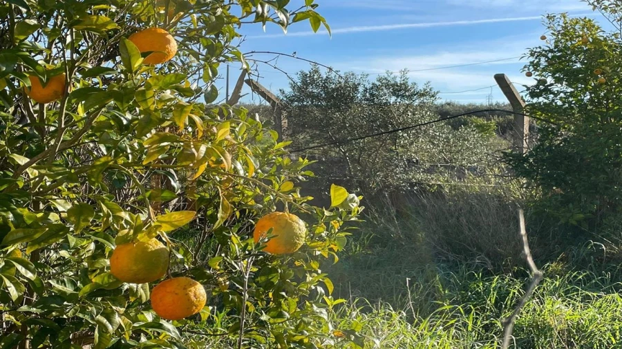 Quinta T1 para Venda em Ferreira do Alentejo e Canhestros Foto 11